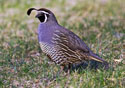 Callipepla californica